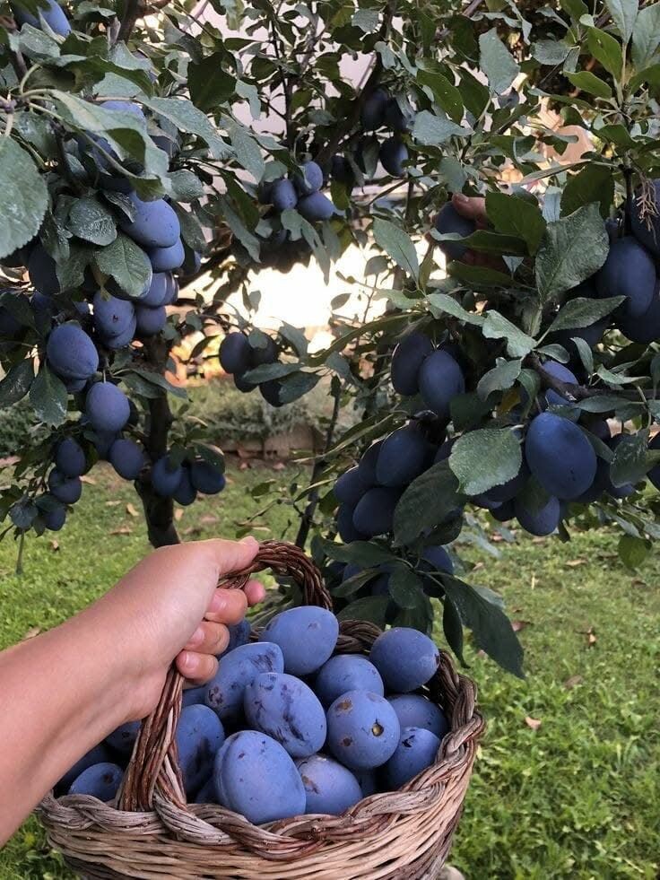 Кто хочет погулять по саду и попробовать свежих слив?