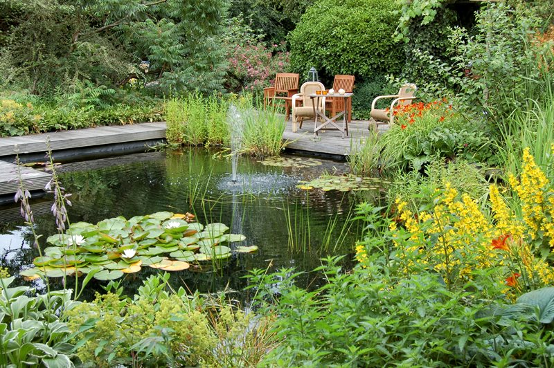 Летний пруд в романтическом стиле: белоснежные кувшинки, пышные лилейники по берегу. Идеальное место для вечернего чаепития. Фото: из открытых источников.