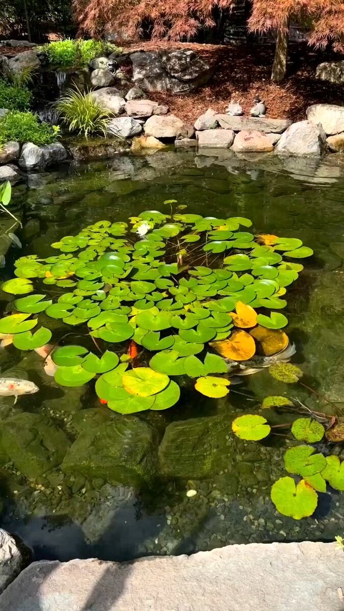 Яркий летний пруд: сочная зелень осоки и аира. Солнечные блики играют на поверхности воды. Фото: из открытых источников.