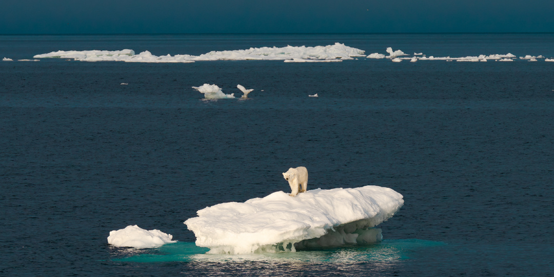 Как американцы пытались отобрать остров Врангеля у России