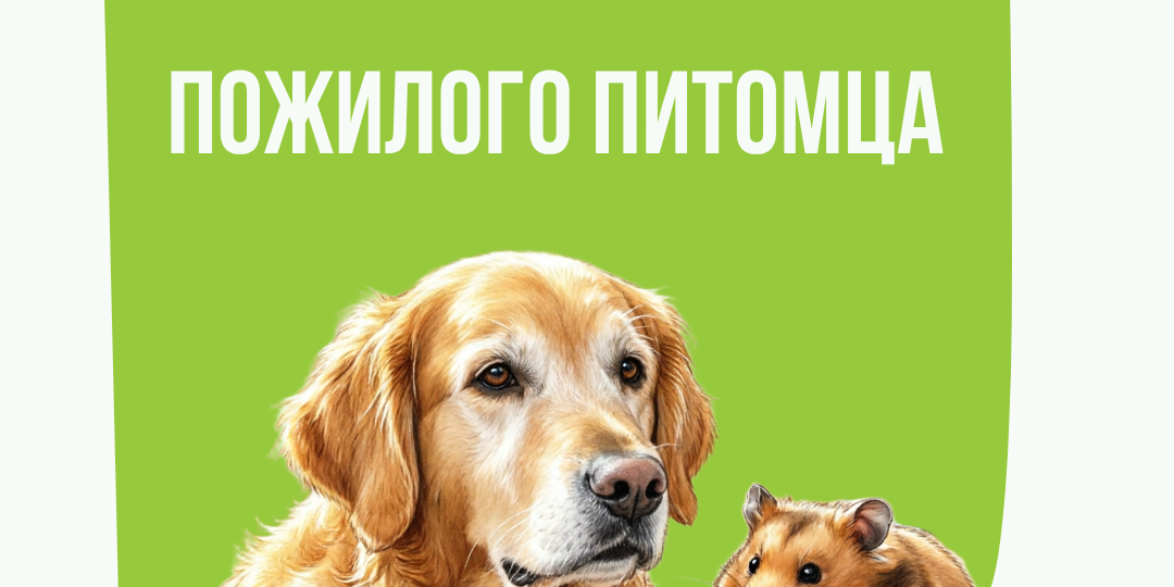 🐾 Золотой возраст наших питомцев: как кормить, чтобы продлить активную жизнь
