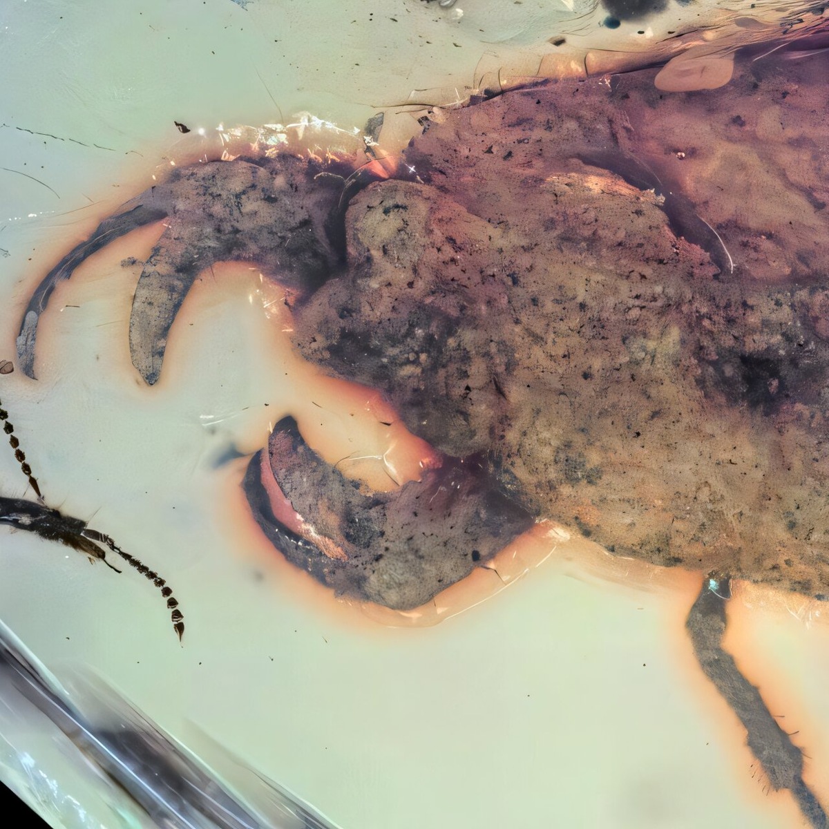 Фото: Insects Источник: www.mdpi.com