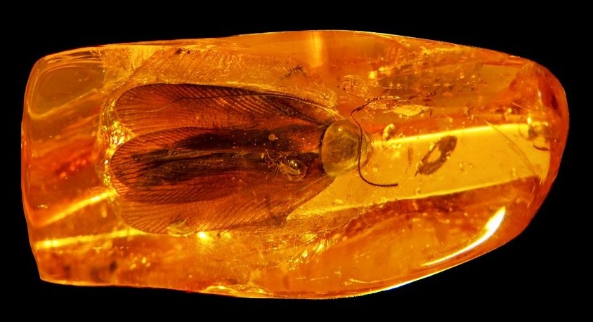 Фото: Кaliningrad Тoday