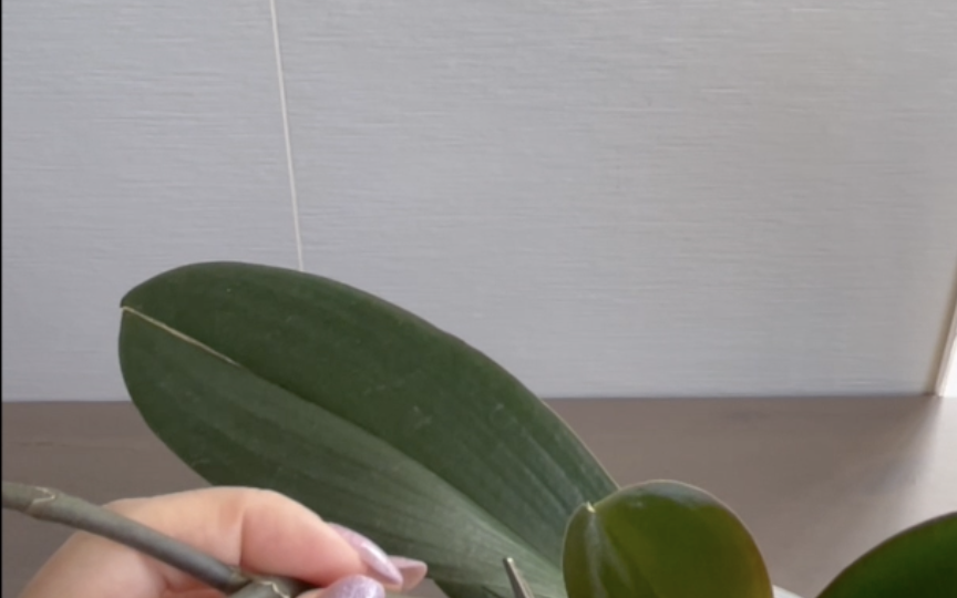 Отцвел магазинный цветонос у орхидеи. Что делать дальше?