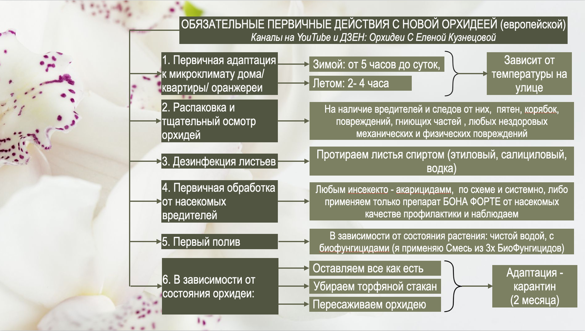 Обязательные первичные действия после покупки с новой взрослой орхидеей от европейских садовников. Орхидеи С Еленой Кузнецовой