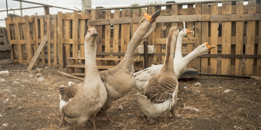 Чем кормить гусей, чтобы они быстро росли: 5 секретов откорма