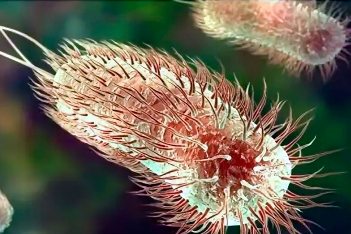 Кишечная палочка за время чтения этой фразы успеет пройти несколько жизненных циклов, сотни мутаций и выработать устойчивость к лекарствам, которые ещё не изобретены