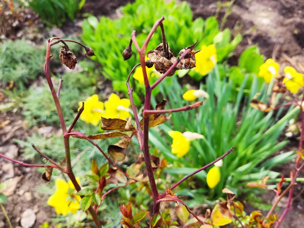 Полиантовая роза Morsdag до обрезки