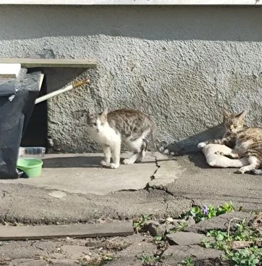 Котик с мамой