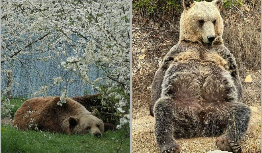 15 фото сонных медведей: самый милый турнир весны
