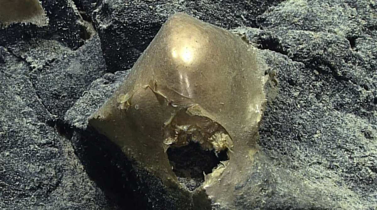    Так выглядела находка