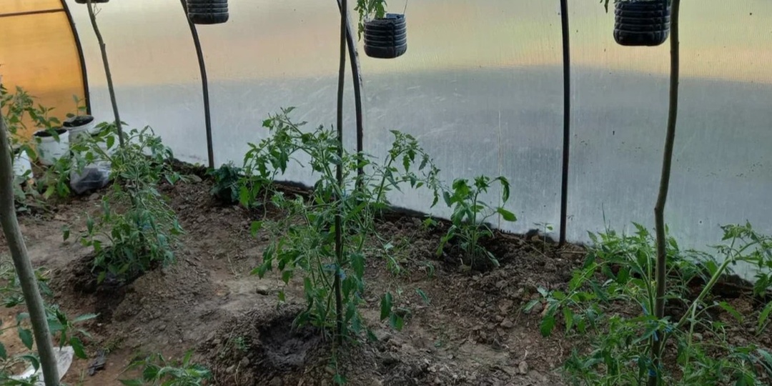 Как сажать томаты в теплицу по схеме 40×50: 4 компонента в лунку — и рассада приживается за 7–10 дней