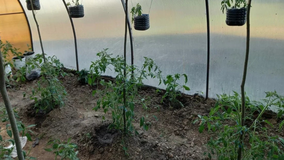 Два ряда в шахматном порядке — и к каждому кусту можно свободно подойти