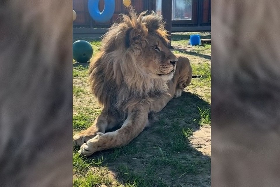    Шерхан остался в Минском зоопарке после неудачной попытки переправить его в Китай. Скриншот из видео Дневник Шерхана/Вк