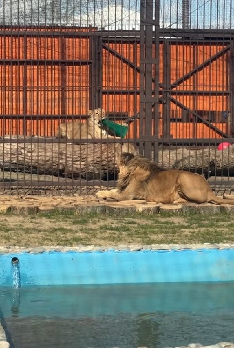    Пока хищники общаются через забор. Фото: Дневник Шерхана/Вк