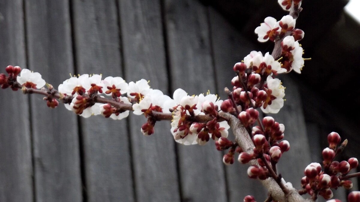    Отвалятся вишенки! Ростовская область может остаться без абрикосов и черешни   pxhere