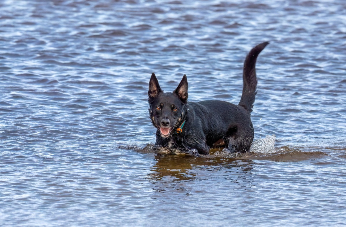    Существуют водостойкие ошейники от клещей, которые подходят для питомцев, любящих купаться