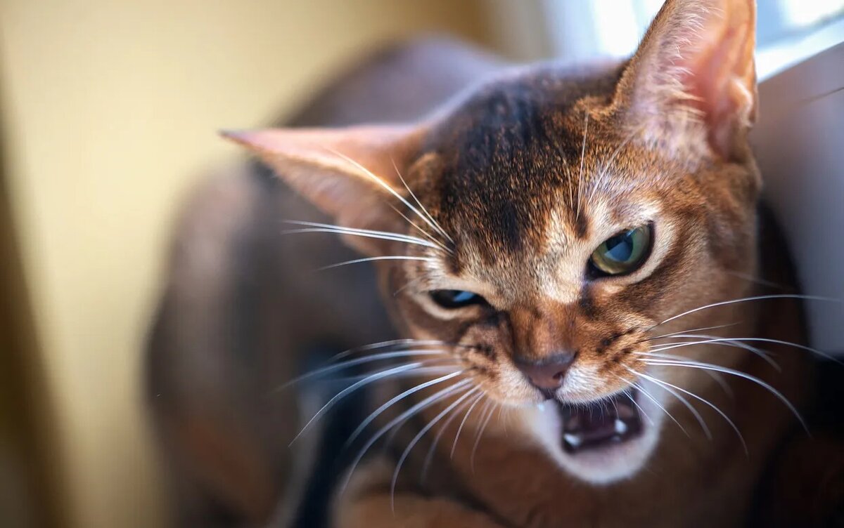    Ласковая кошка внезапно начала кусаться? Это может быть поводом для посещения ветеринара