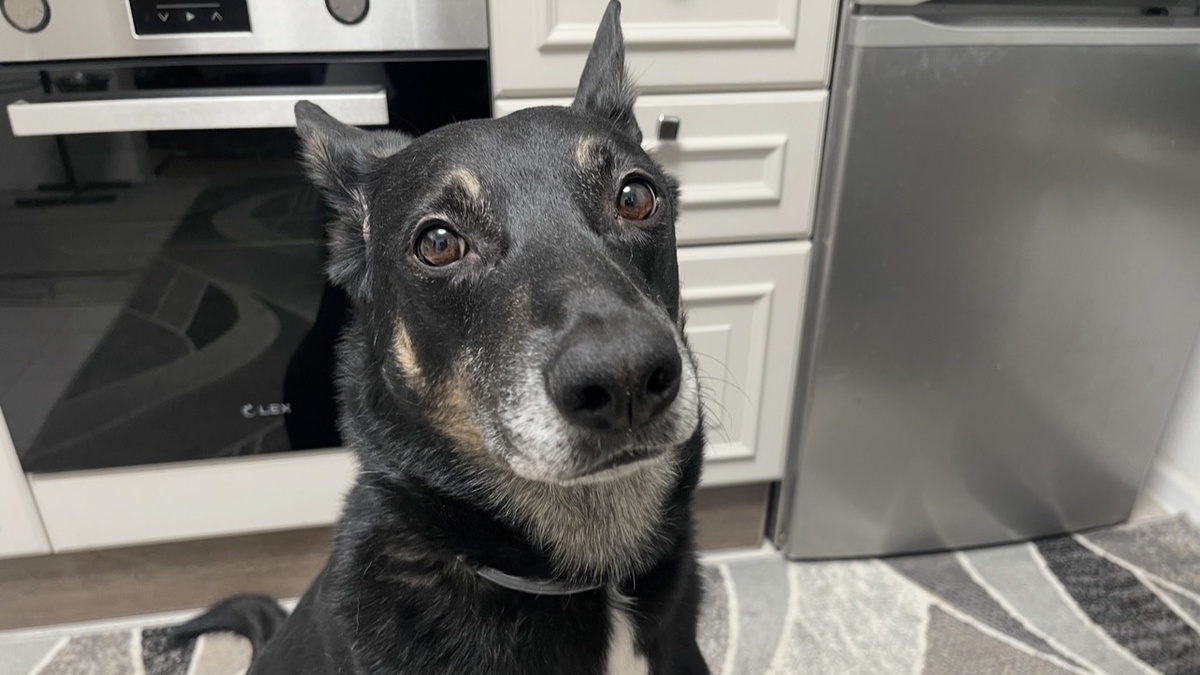 Вот тогда у моих человеков были примерно такие же глаза 😅