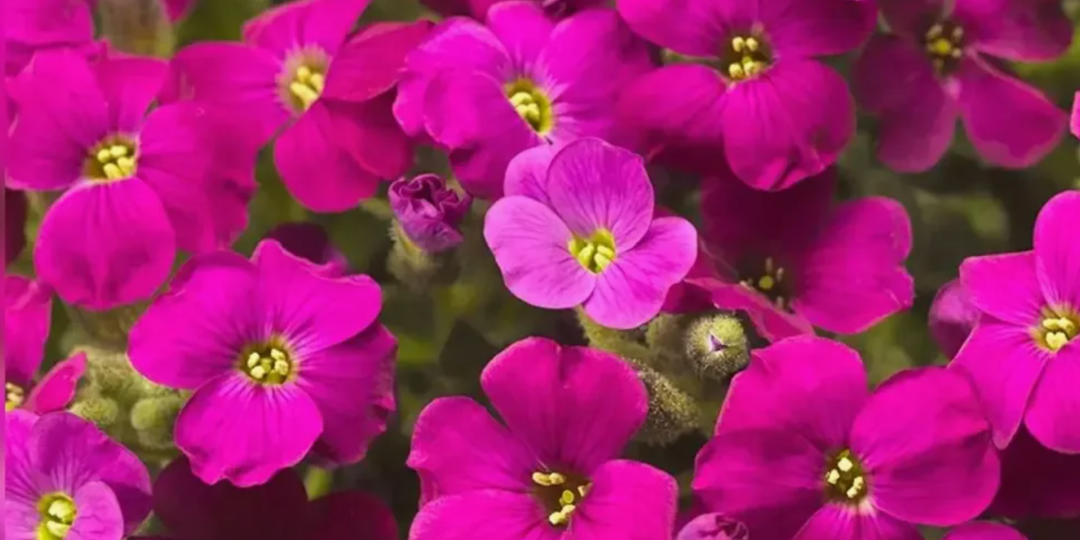 Многолетники для дачи: стоят недорого, неприхотливые, цветут эффектно