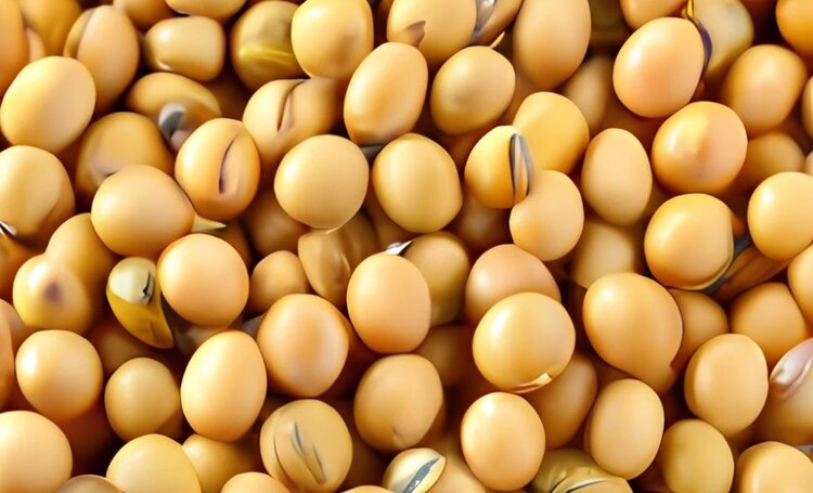 Чаще всего приморские аграрии страхуют сою