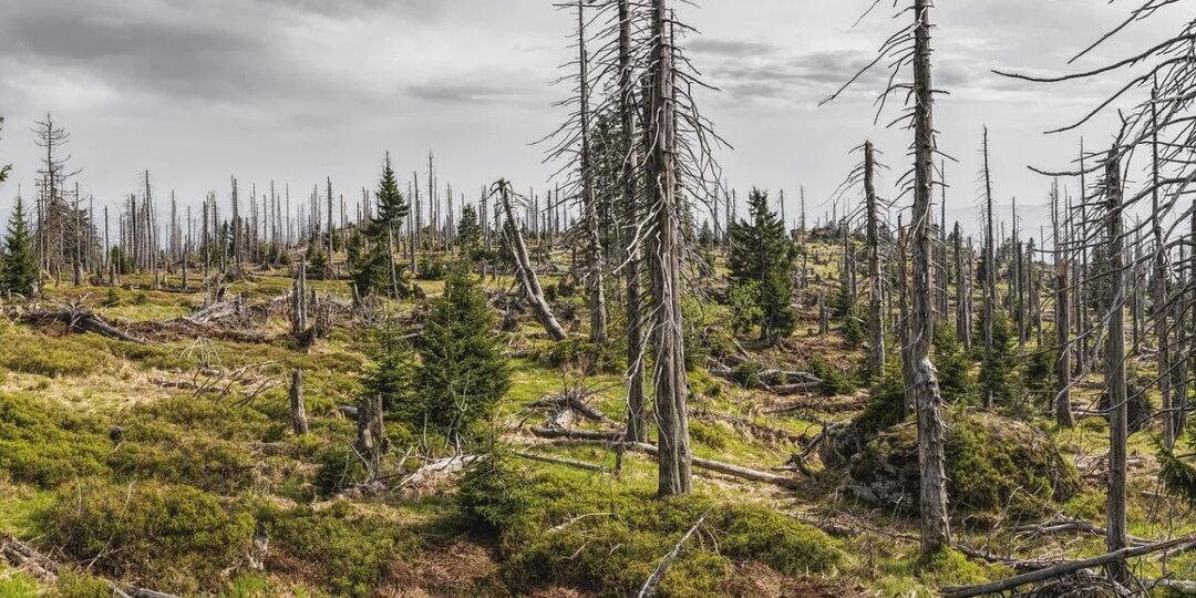 Лес после пожара: восстановление в Костанайской области продолжается спустя годы