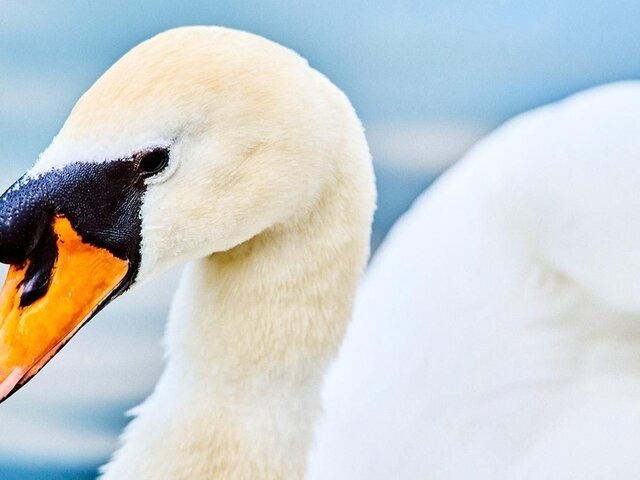    Фото: пресс-служба департамента культуры города Москвы