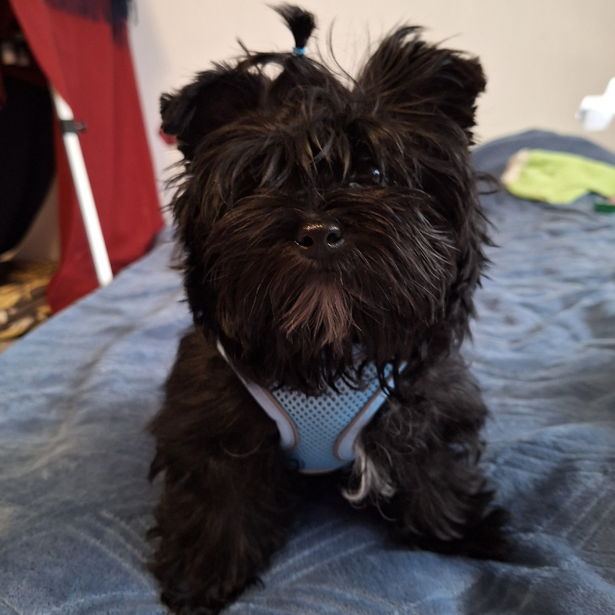 Сладкая булочка - Мультяшка. 