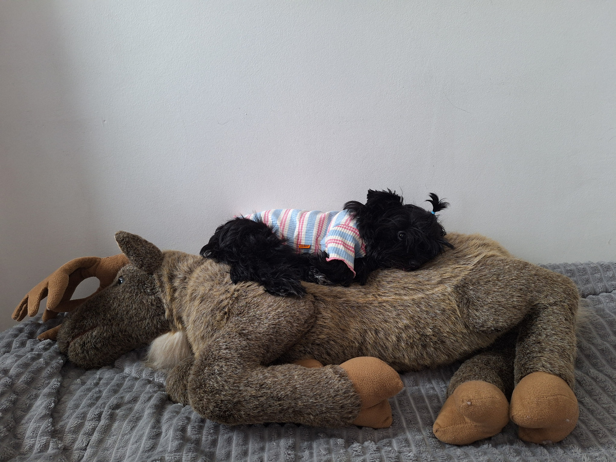 В семье растёт охотник 😂. 