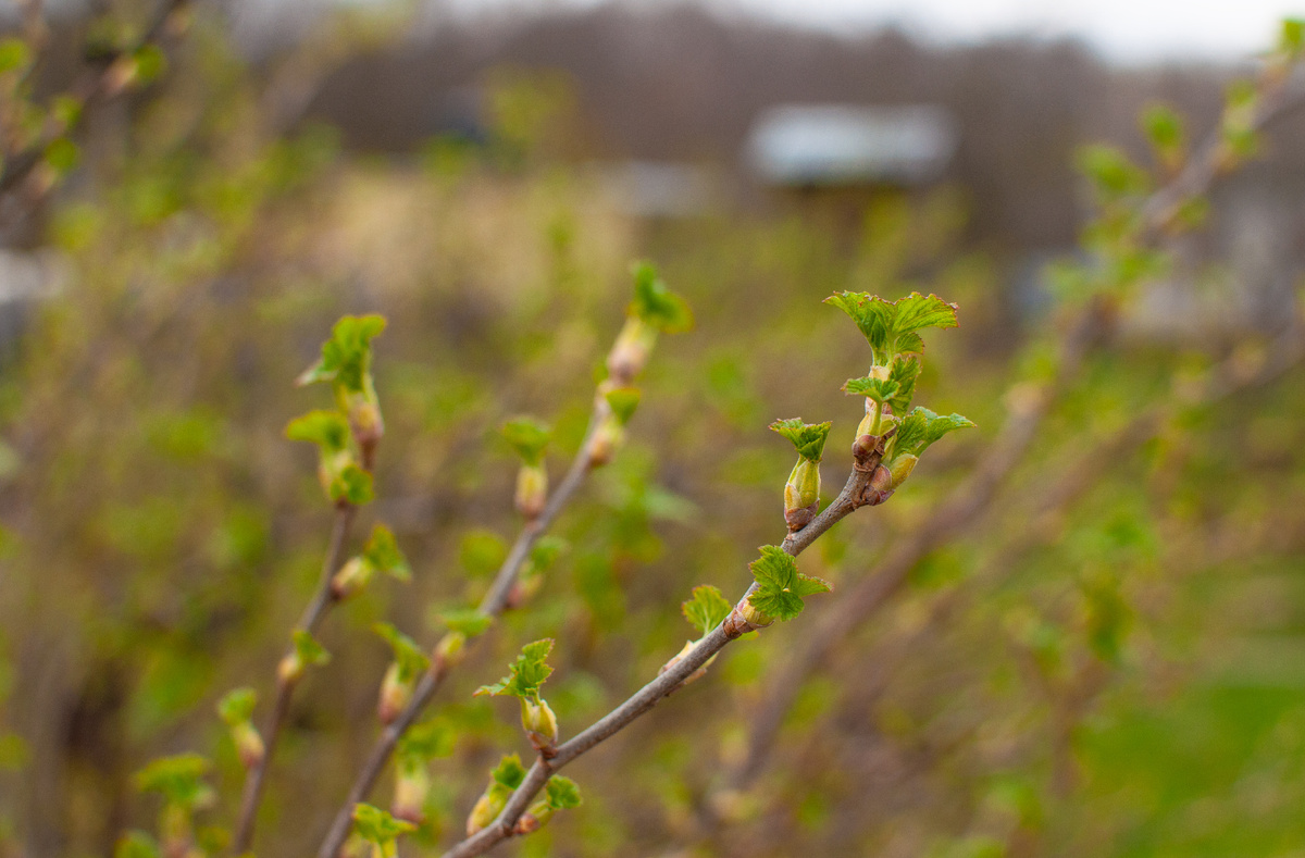 Личное фото, смородина