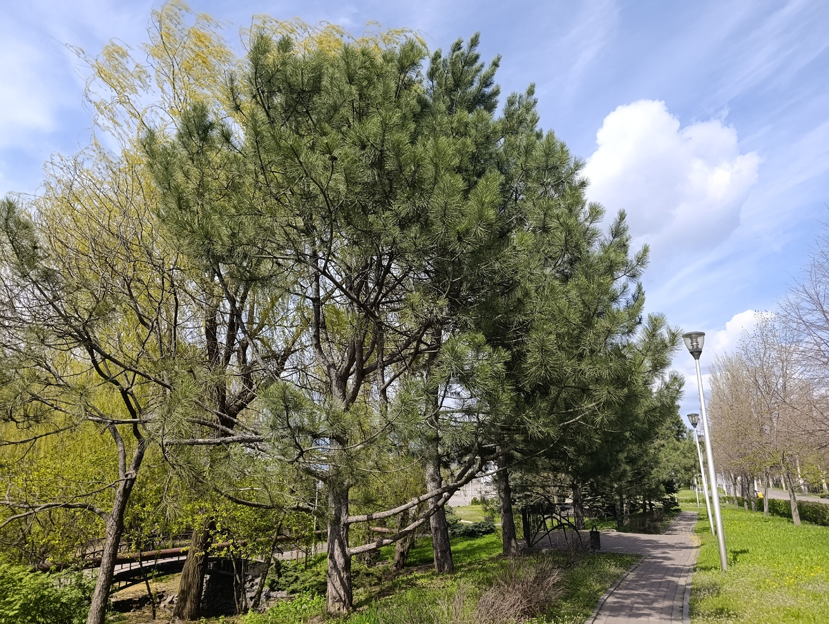 Весенний парк.