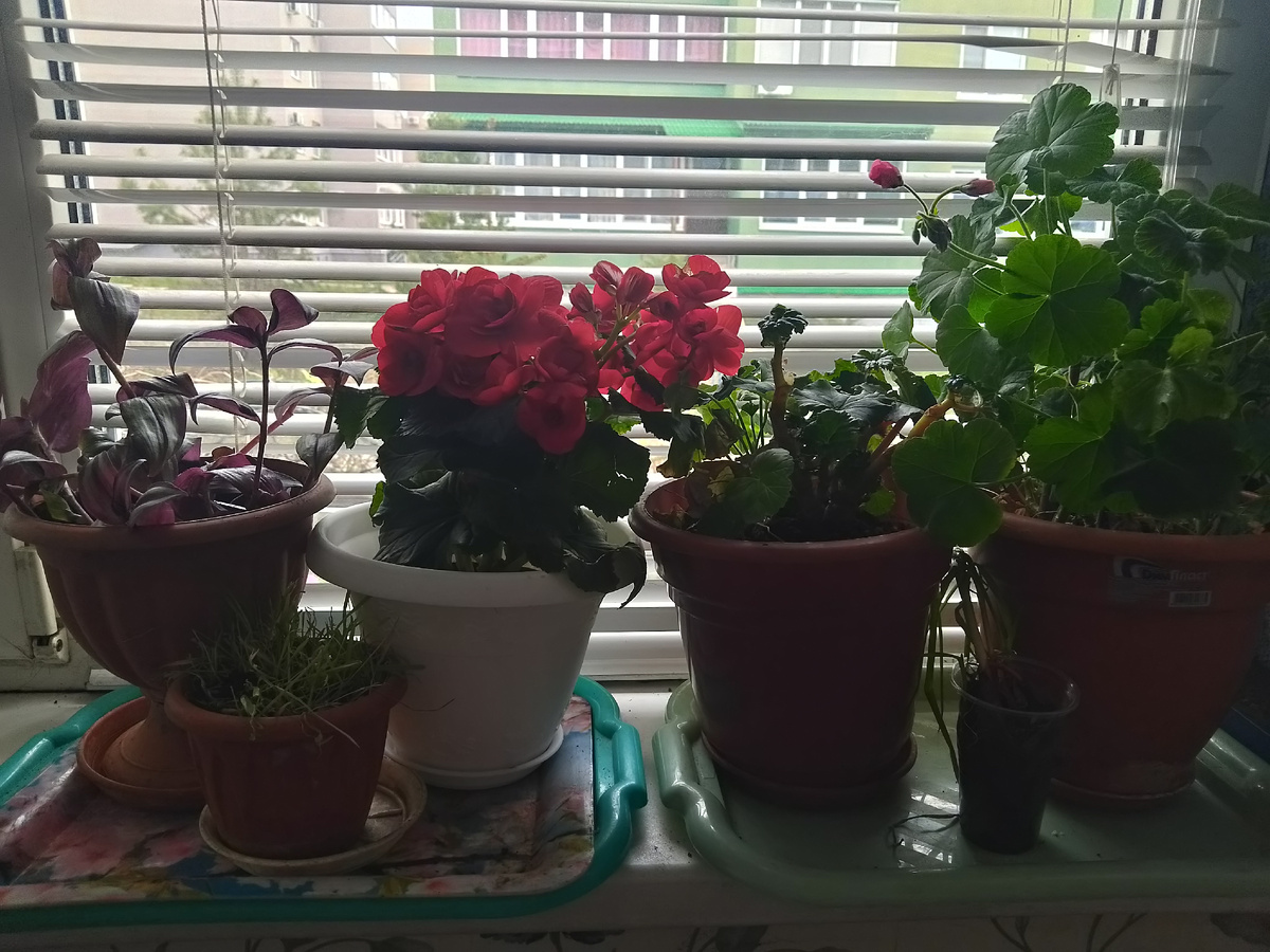 Фото автора, мои цветочки на веранде 
