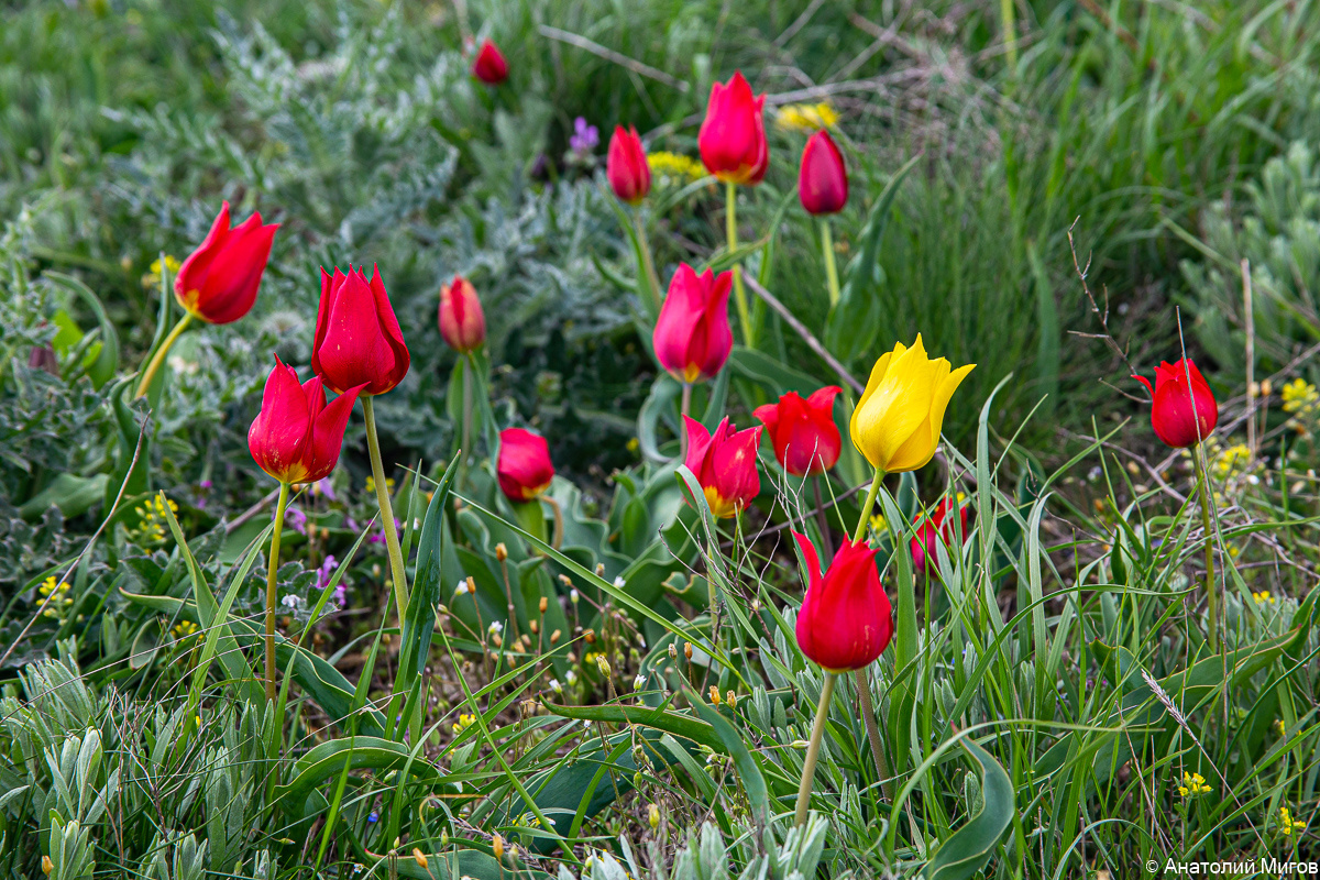Дикие тюльпаны Шренка.