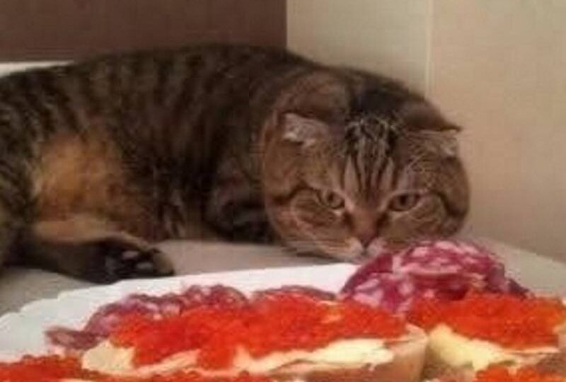 Котомемы для хорошего настроения