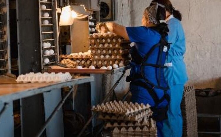 Внедрение экзоскелетов повысило производительность труда на саратовской птицефабрике