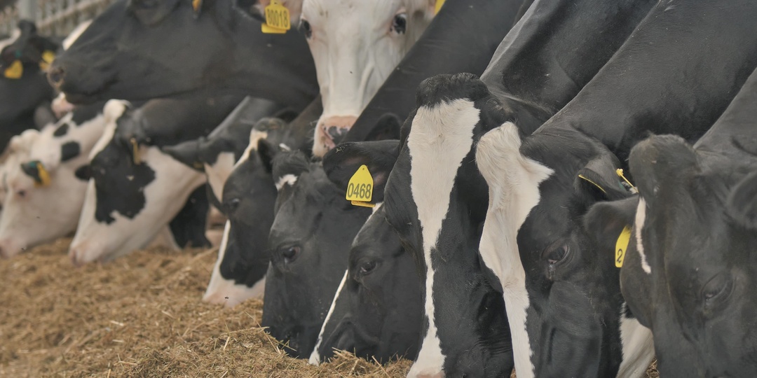 Производство комбикормов к 2030 году может достичь 40 млн тонн