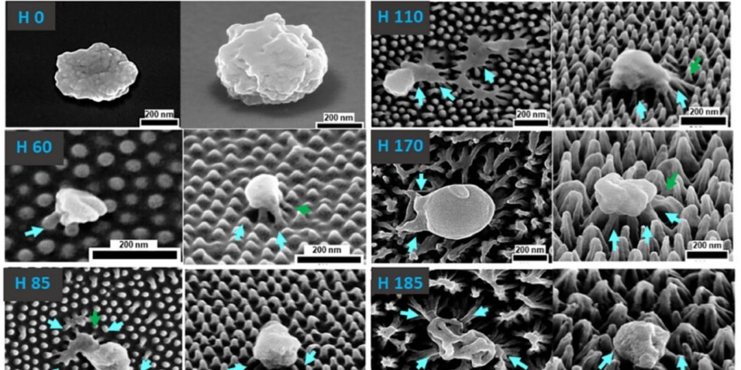 Биохимики подсмотрели у насекомых пластиковое покрытие, разрывающее вирусы