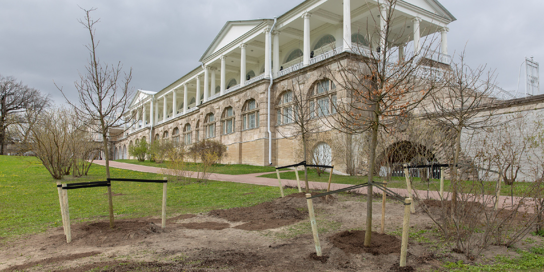 Историческая ландшафтная композиция у Камероновой галереи в Екатерининском парке будет воссоздана