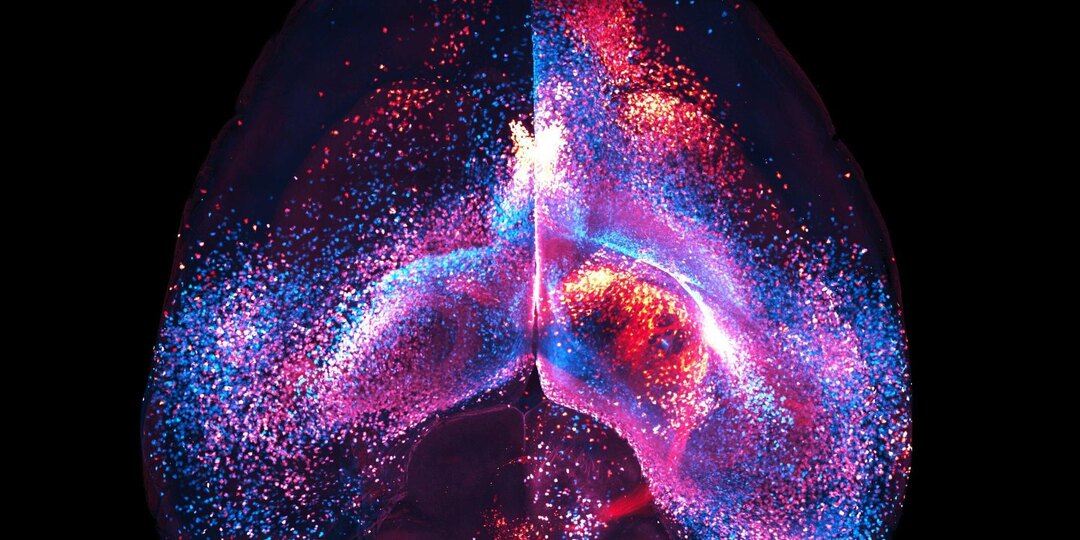 Nature: в мозге мышей обнаружили неизвестную ранее систему связи из астроцитов