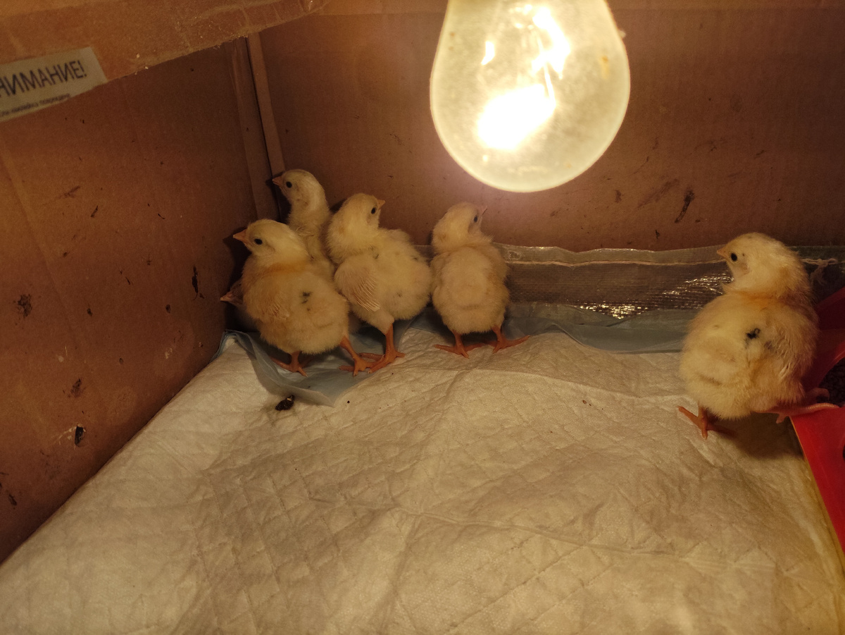 Пока еще чистая пеленка. И сбившиеся в кучу и дико орущие цыплята.