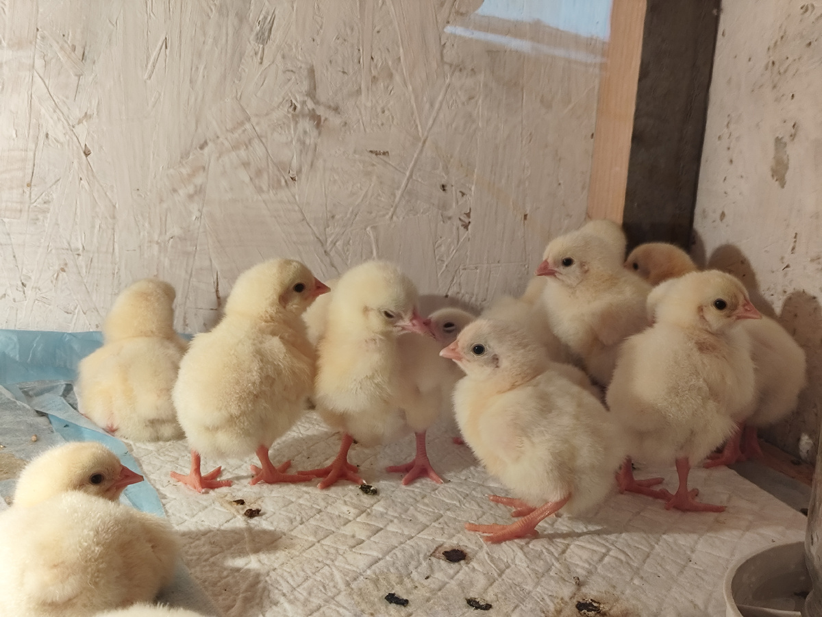 Это я уже чуть позже снимала, успели нагадить )) Но с коврика не сходят.