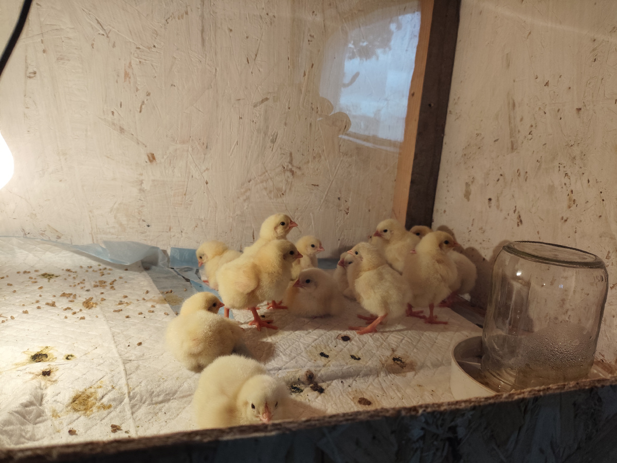 От лампы отошли, но на коврике так и греются.