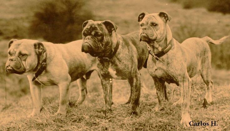 Староанглийские бульдоги.