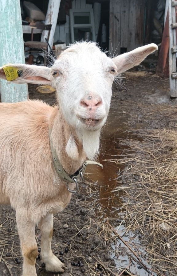 Фирменная "улыбка" Мани