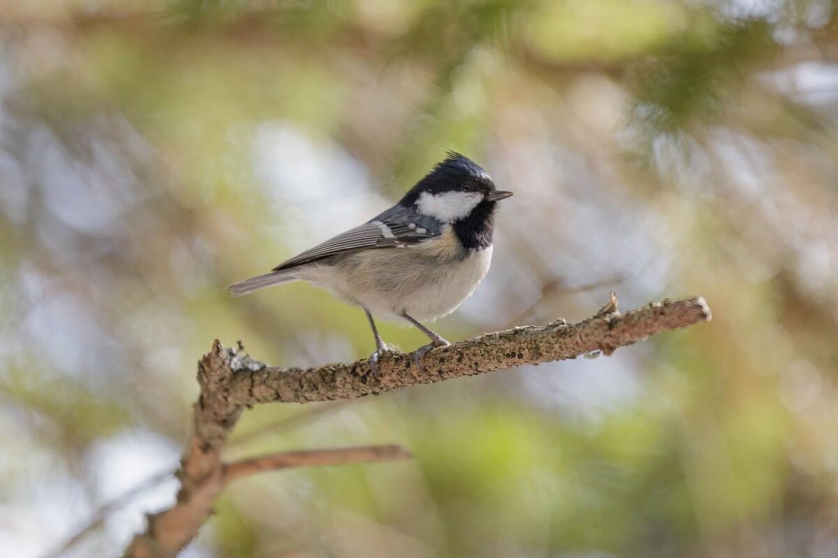 Фото: Андрей Щербинин (https://t.me/ande_sakh)