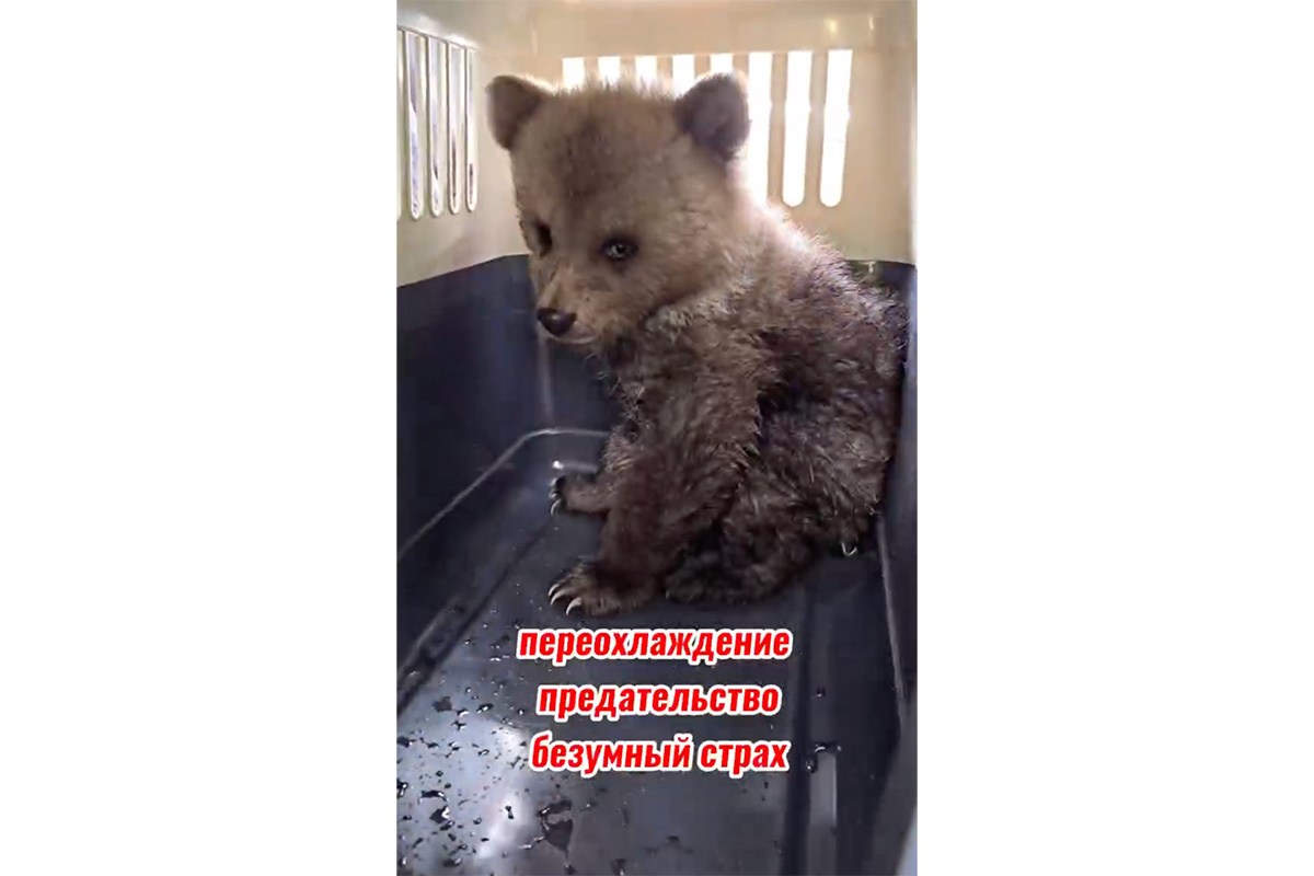 lions_moscow / Telegram📷Медвежонок-сирота Дынька