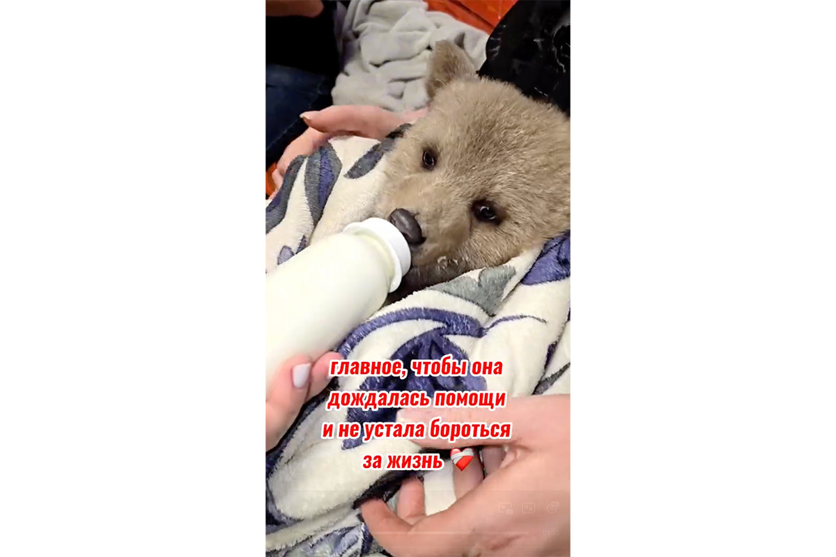 lions_moscow / Telegram📷Медвежонок-сирота Дынька
