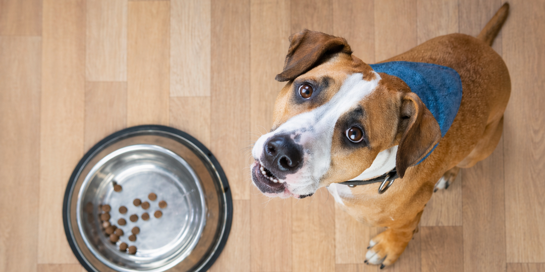 Поела — и снова просит: почему собака постоянно хочет есть