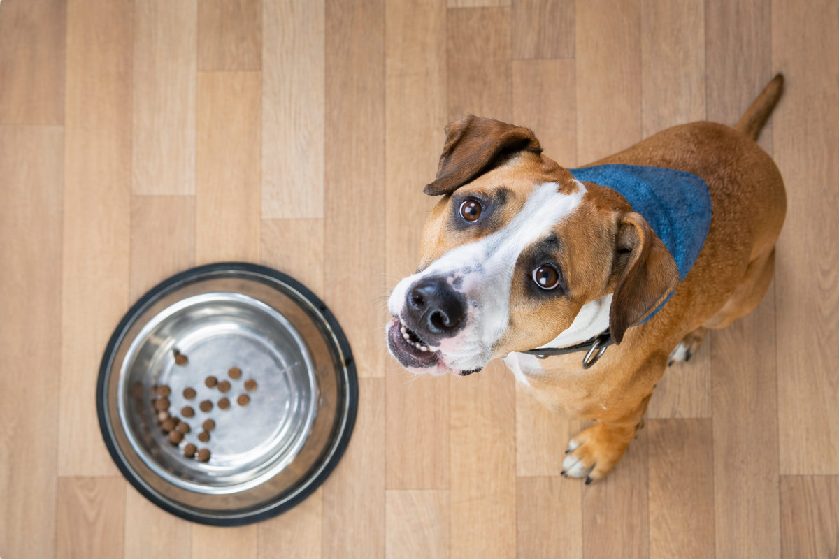 Почему собака постоянно хочет есть