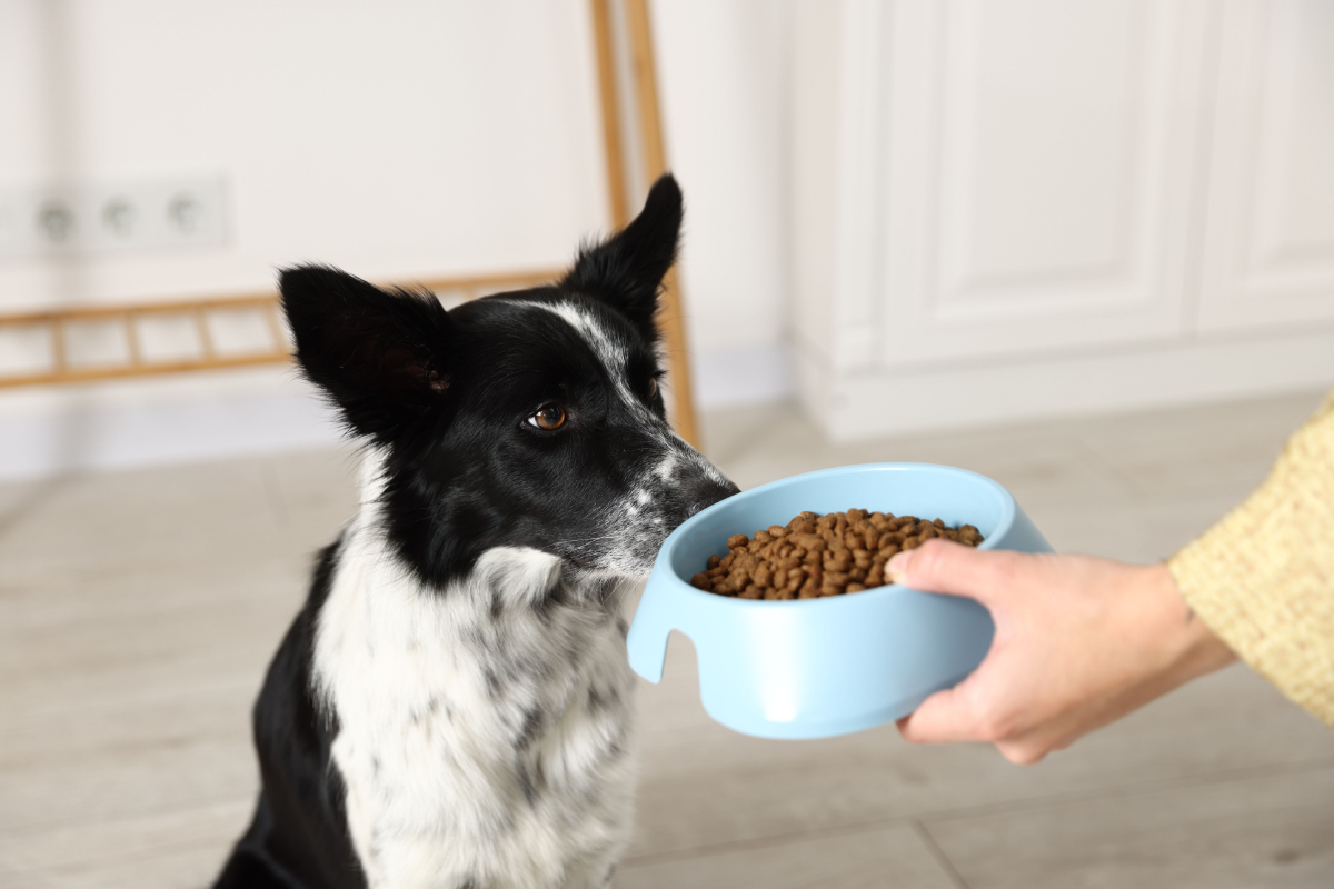 Собака постоянно просит еду